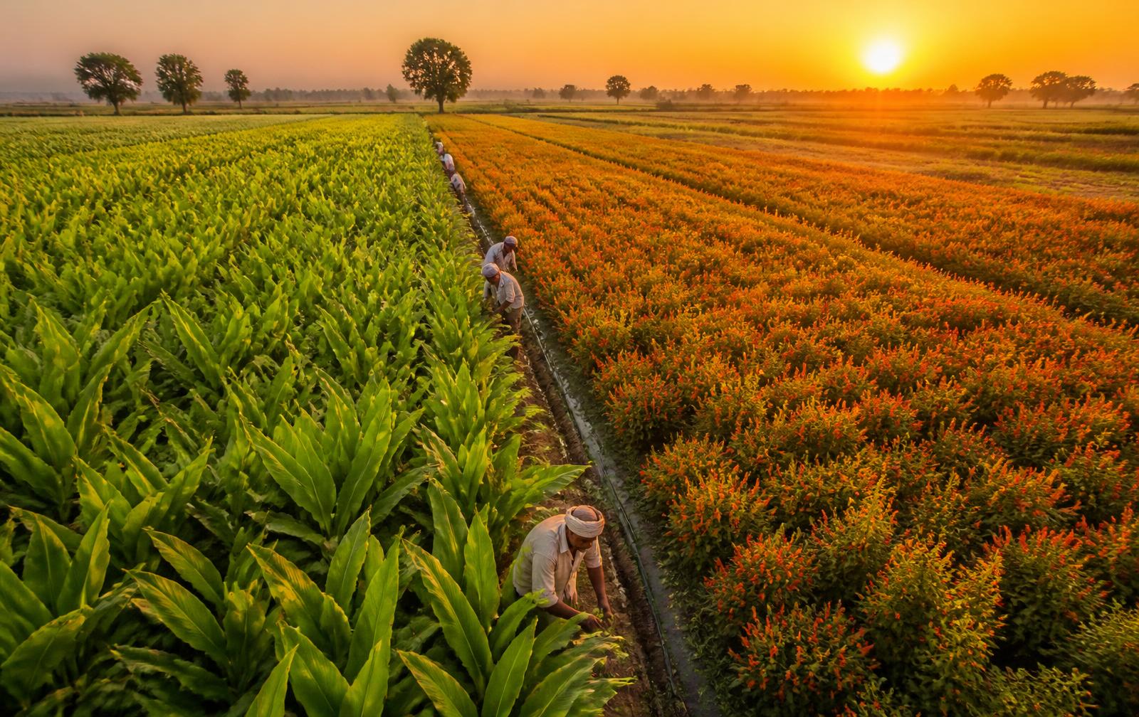 Farm sourcing